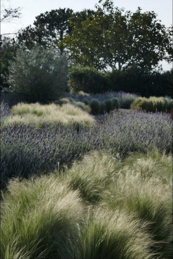 Grasses and lavender in low sun