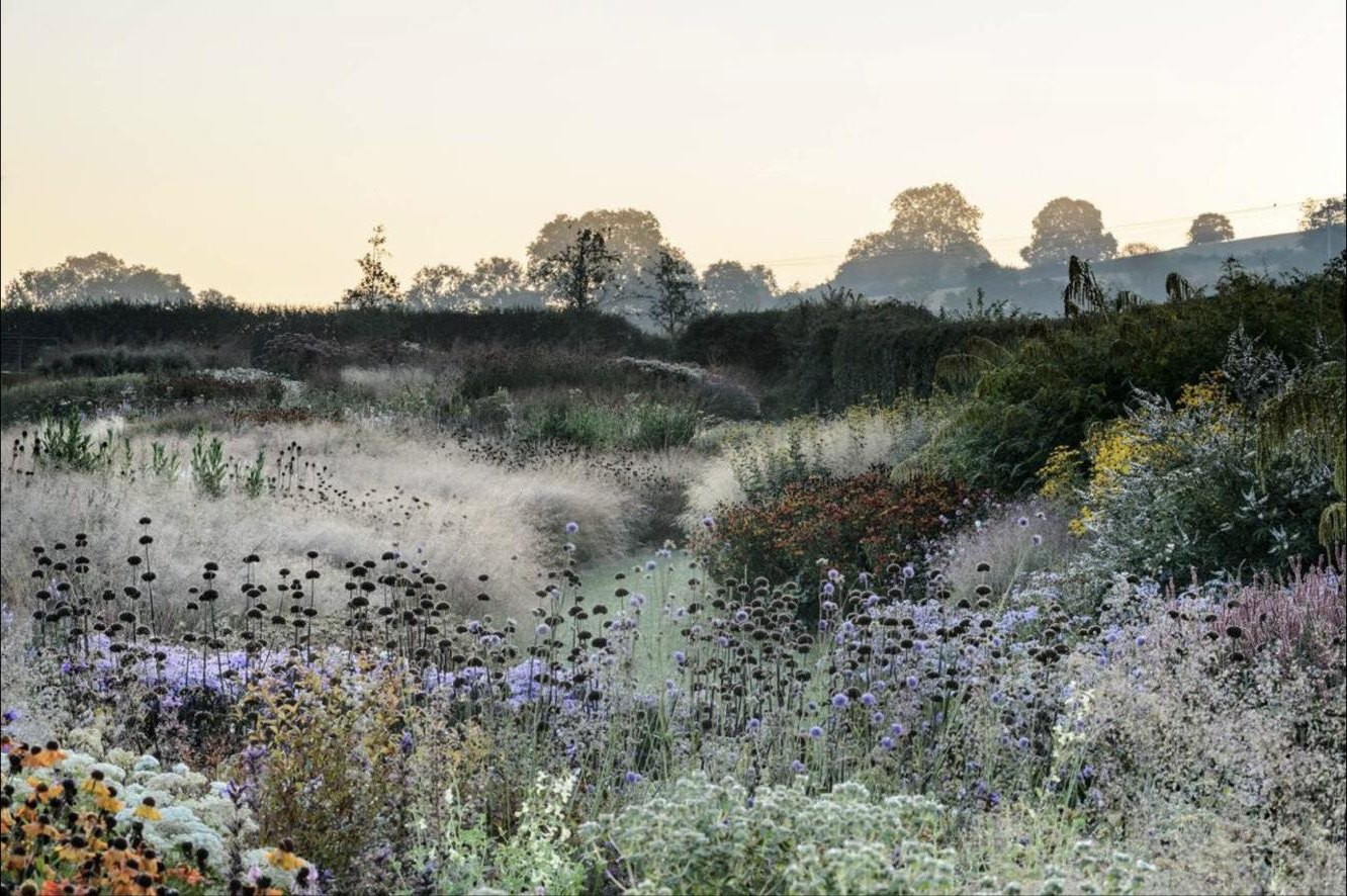 Meadow planting at first light